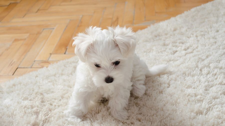 Area Rug Cleaning by Certified Green Team